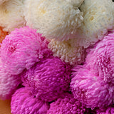 Chrysanthemums