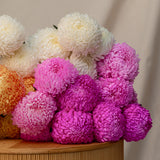 Chrysanthemums