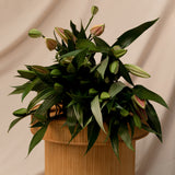 Oriental Lilies