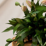 Oriental Lilies