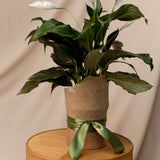 Peace Lily