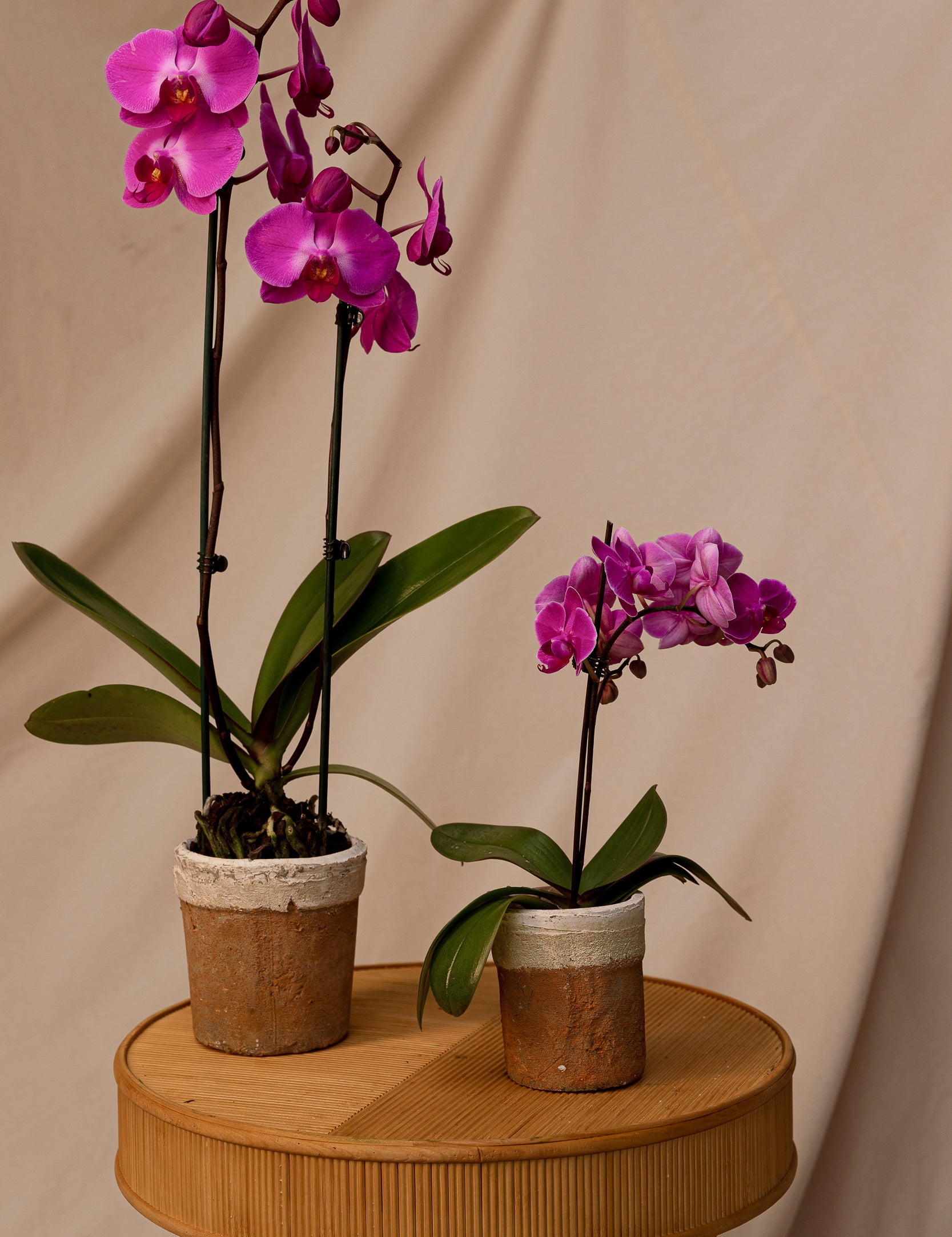 Potted Phalaenopsis Orchid