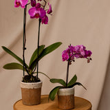 Potted Phalaenopsis Orchid